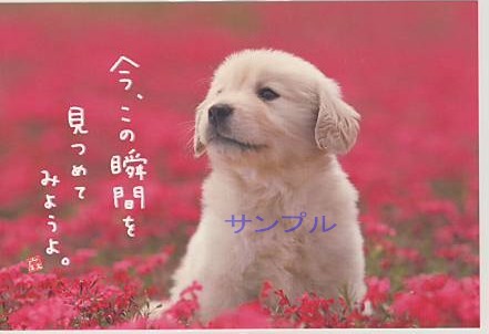 犬・ポストカード「今、この瞬間を」