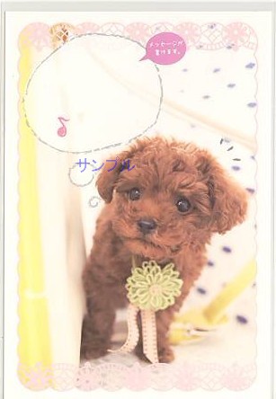 犬・ポストカード（メッセージ欄付）