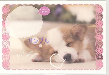 犬・ポストカード「ムニャ　ムニャ」（メッセージ欄付）