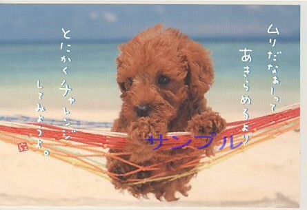 犬・ポストカード「とにかくチャレンジ」