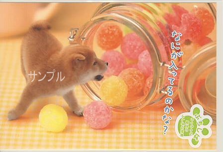 ぷちしば・ポストカード「なにが入ってる」