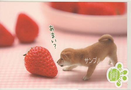 ぷちしば・ポストカード「あまい？」