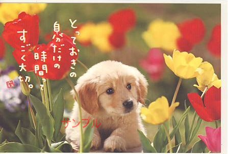 犬・ポストカード「自分だけの時間」