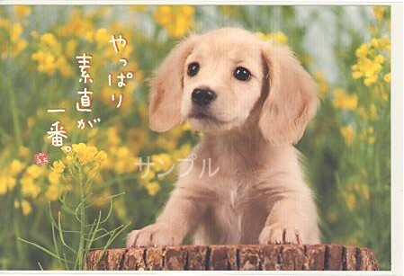 犬・ポストカード「素直が一番」