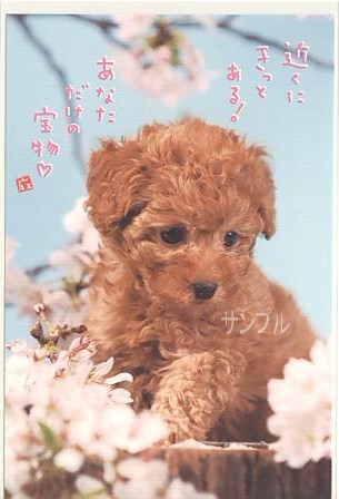 犬・ポストカード「あなただけの宝物」