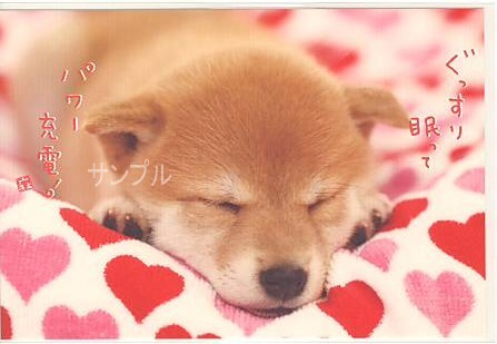 犬・ポストカード「パワー充電！」