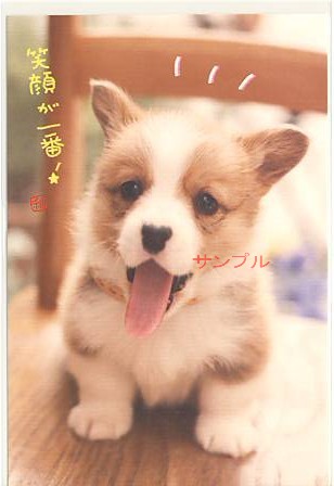 犬・ポストカード「笑顔が一番！」