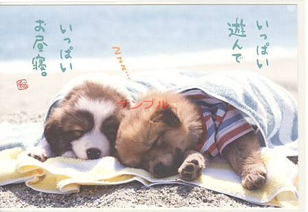 犬・ポストカード「いっぱいお昼寝。」
