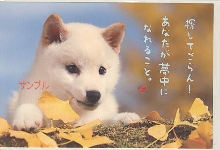 犬・ポストカード「探してごらん！」