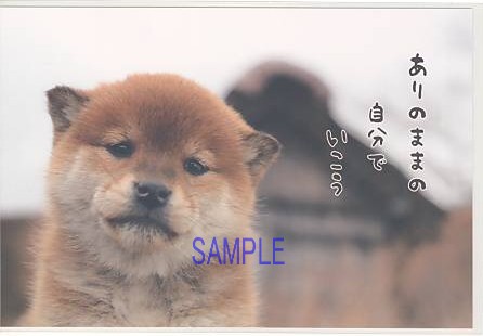 犬・ポストカード「ありのままの自分で」