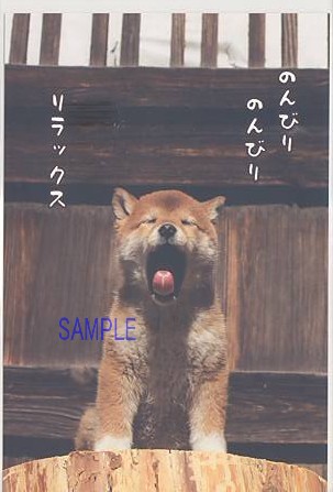 犬・ポストカード「のんびり」