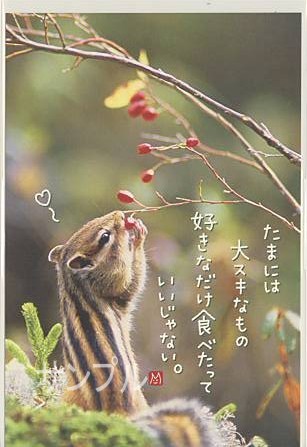 シマリス・ポストカード「好きなだけ食べたって」