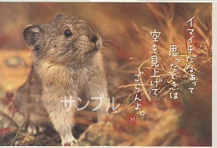 クビワナキウサギ・ポストカード「空を見上げてごらんよ。」