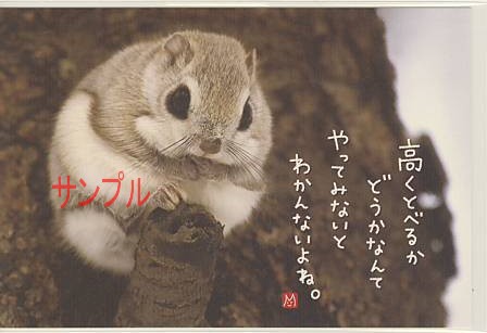 エゾモモンガ・ポストカード「やってみないと」