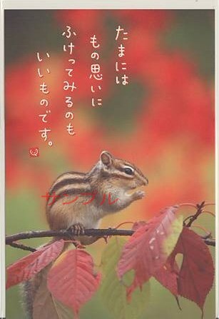 シマリス・ポストカード「たまには」