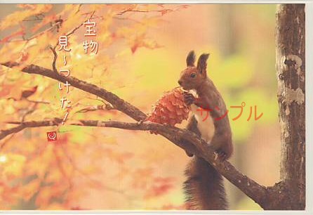 エゾリス・ポストカード「宝物」