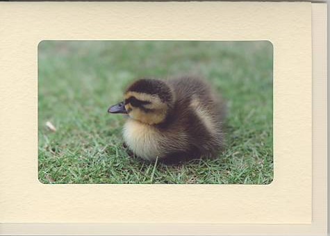 フォトフレームカード（ナチュラル）